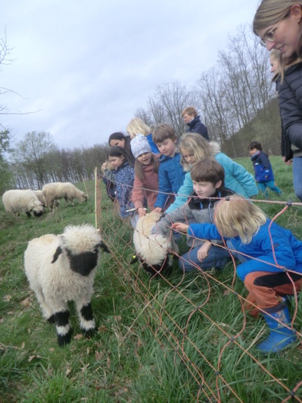 Ein Schaf wird geknuddelt