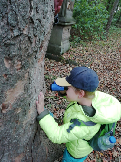Ein Kind betrachte Baumrinde
