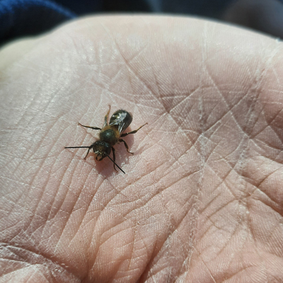 Biene auf einer Hand