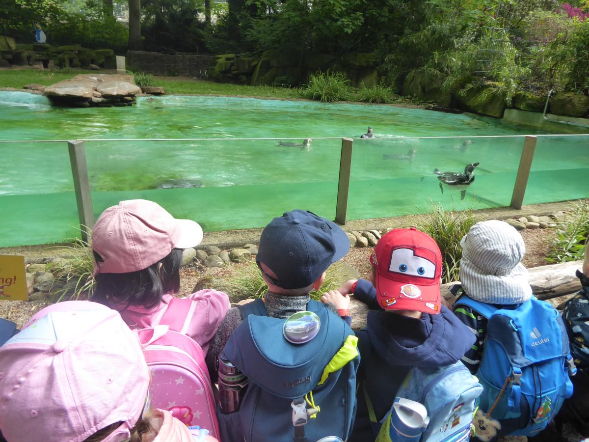Die Kinder beobachten Robben im Wasser